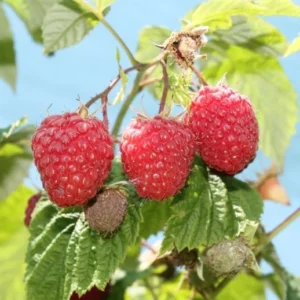 Raspberry Nantahala Live Plant - Red Raspberry Bush - Sweet Fruit Tree - 4-8 Inch Tall