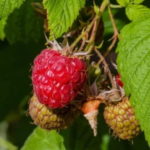 Raspberry Nantahala Live Plant - Red Raspberry Bush - Sweet Fruit Tree - 4-8 Inch Tall