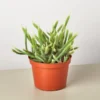 Rat Tail Cactus Plant - 6 Inch Potted Succulent