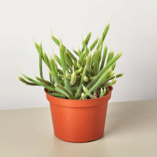 Rat Tail Cactus Plant - 6 Inch Potted Succulent