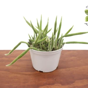Rat Tail Cactus Plant - 6 Inch Potted Succulent