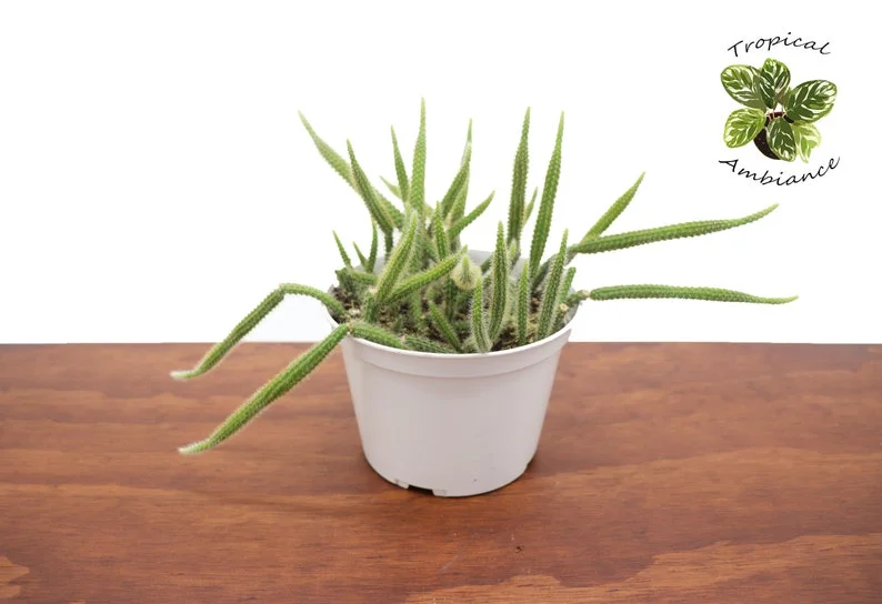 Rat Tail Cactus Plant - 6 Inch Potted Succulent