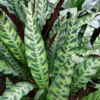 Rattlesnake Plant - Calathea lancifolia - Indoor Houseplant - 2.5" Pot