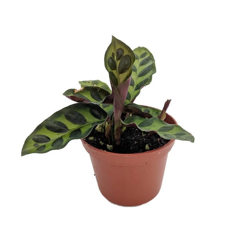 Rattlesnake Plant - Calathea lancifolia - Indoor Houseplant - 2.5" Pot