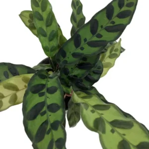 Rattlesnake Plant - Calathea lancifolia - Indoor Houseplant - 2.5