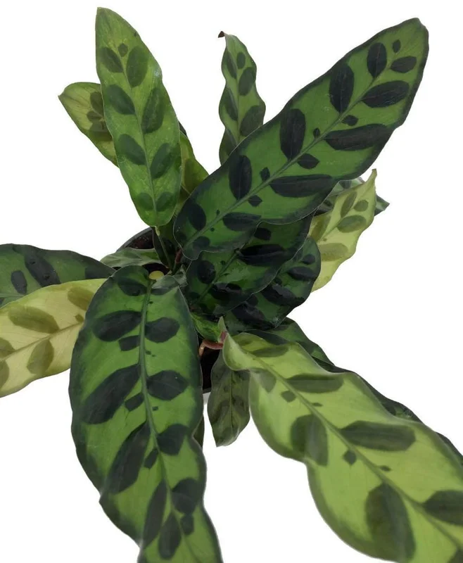 Rattlesnake Plant - Calathea lancifolia - Indoor Houseplant - 2.5" Pot