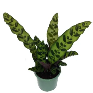 Rattlesnake Plant - Calathea lancifolia - Indoor Houseplant - 2.5