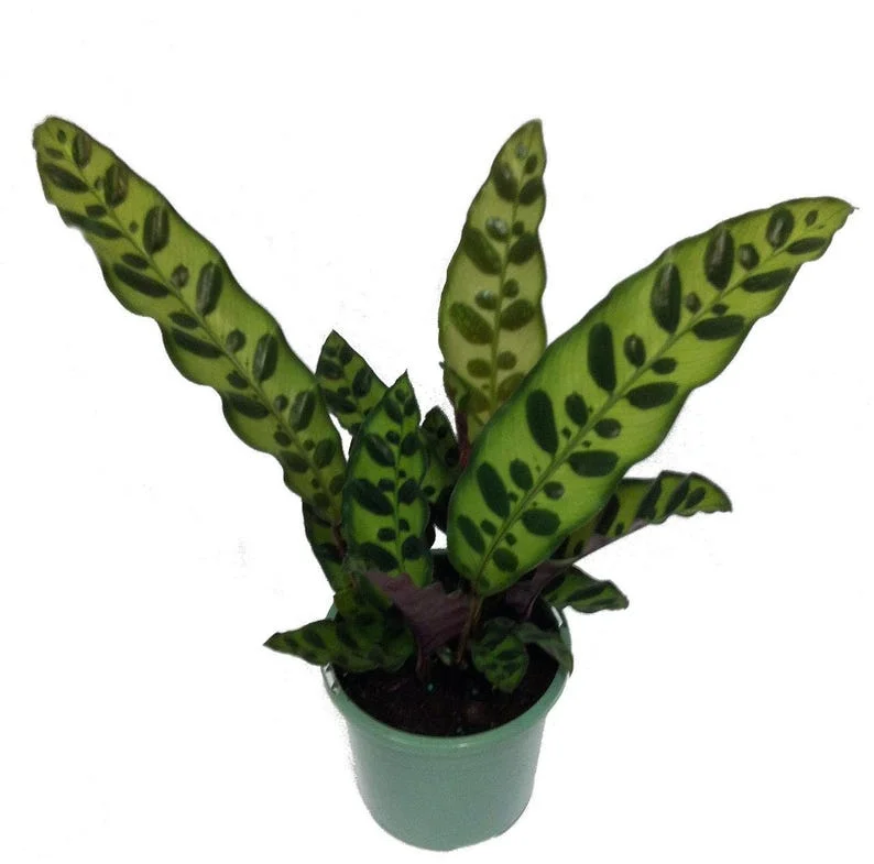 Rattlesnake Plant - Calathea lancifolia - Indoor Houseplant - 2.5" Pot