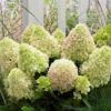 Hydrangea Paniculata 'Little Spooky' - Dwarf Shrub - Starter Plant - 8-10 Inch