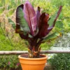 Red Abyssinian Banana Ensete maurelii Plant Plug 3-6 Inches Ornamental Tree