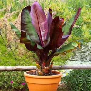 Red Abyssinian Banana Ensete maurelii Plant Plug 3-6 Inches Ornamental Tree