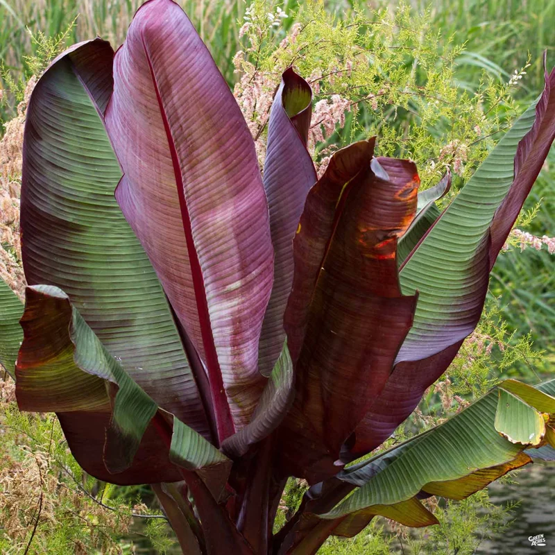 Red Abyssinian Banana Ensete maurelii Plant Plug 3-6 Inches Ornamental Tree