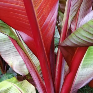 Red Abyssinian Banana Ensete maurelii Plant Plug 3-6 Inches Ornamental Tree