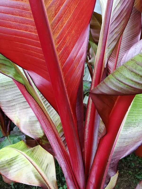 Red Abyssinian Banana Ensete maurelii Plant Plug 3-6 Inches Ornamental Tree