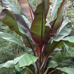 Red Abyssinian Banana Ensete maurelii Plant Plug 3-6 Inches Ornamental Tree