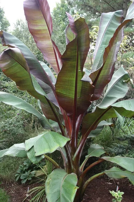 Red Abyssinian Banana Ensete maurelii Plant Plug 3-6 Inches Ornamental Tree