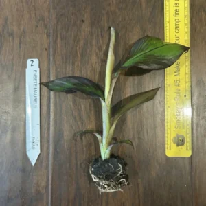 Red Abyssinian Banana Ensete maurelii Plant Plug 3-6 Inches Ornamental Tree