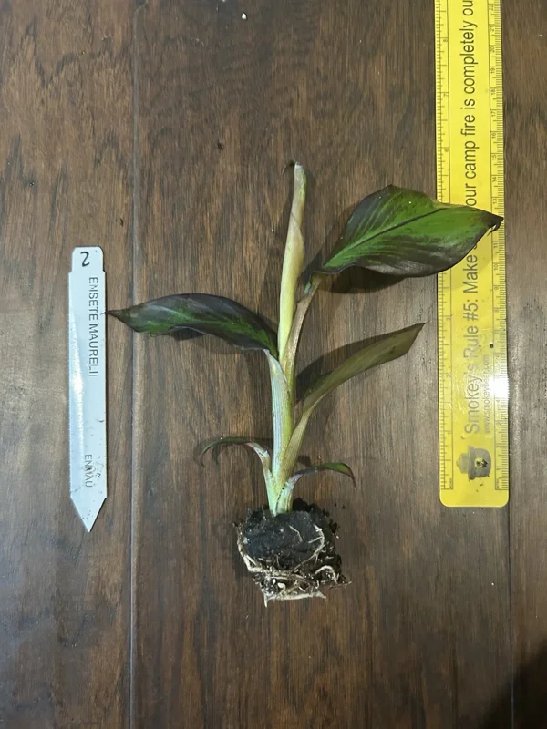 Red Abyssinian Banana Ensete maurelii Plant Plug 3-6 Inches Ornamental Tree