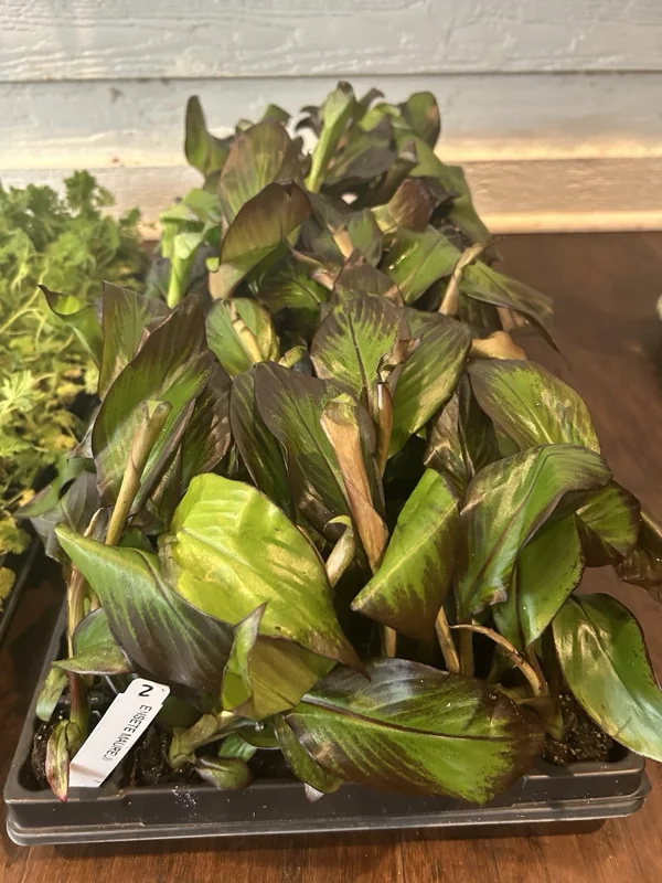 Red Abyssinian Banana Ensete maurelii Plant Plug 3-6 Inches Ornamental Tree