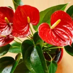Red Anthurium Plant - 4 Inch Potted Anthurium - Tropical Decor