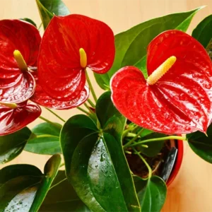Red Anthurium Plant - 4 Inch Potted Anthurium - Tropical Decor