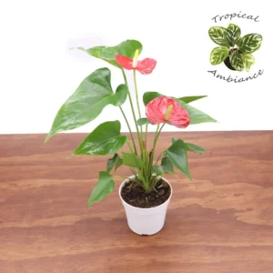 Red Anthurium Plant - 4 Inch Potted Anthurium - Tropical Decor