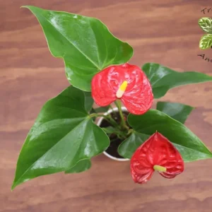 Red Anthurium Plant - 4 Inch Potted Anthurium - Tropical Decor
