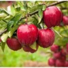 Red Apple Tree Sweet Apples Plant - 2 to 3 Feet Tall Bare Roots
