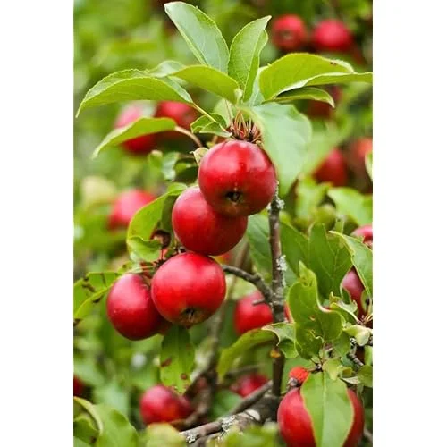 Red Apple Tree Sweet Apples Plant - 2 to 3 Feet Tall Bare Roots