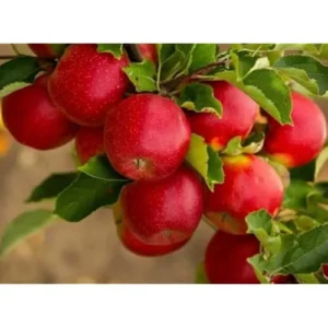 Red Apple Tree Sweet Apples Plant - 2 to 3 Feet Tall Bare Roots