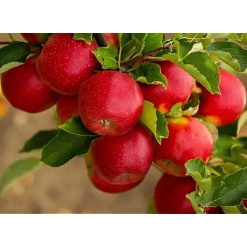 Red Apple Tree Sweet Apples Plant - 2 to 3 Feet Tall Bare Roots