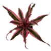 Red Baron Cryptanthus Earth Star Plant – 5" Pot, Easy Indoor Houseplant