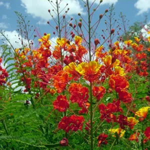 Red Bird of Paradise Starter Live Plant for Planting 8