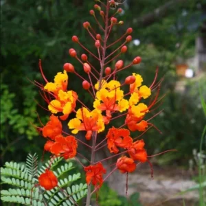 Red Bird of Paradise Starter Live Plant for Planting 8