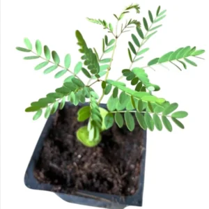 Red Bird of Paradise Starter Live Plant for Planting 8