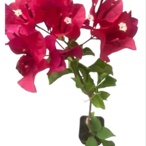 Red Bougainvillea Live Starter Plant 4