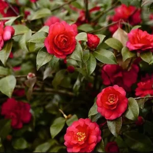 Red Camellia Japonica LIve Plant for Planting 4