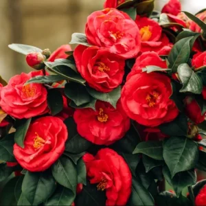 Red Camellia Japonica LIve Plant for Planting 4