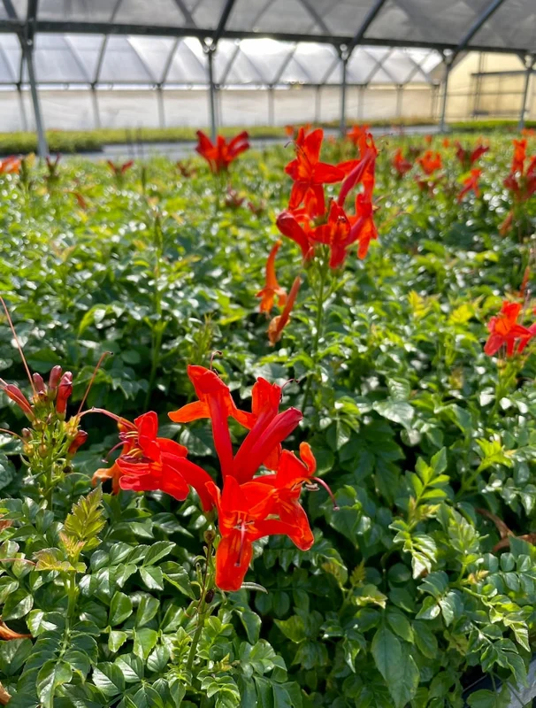Red Cape Honeysuckle Plant 4-8 Inch Starter Plant - Tecoma Cape Red