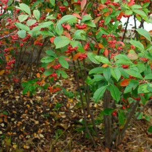 Red Chokeberry Tree Bare-root 6-12 Inch Tall | 2 Bare-roots, Pollinator-Friendly, Edible Fruit