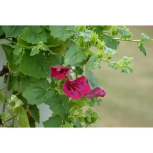 Red Creeping Gloxinia Plant - 5 to 9 Inch Tall - Lophospermum Vine