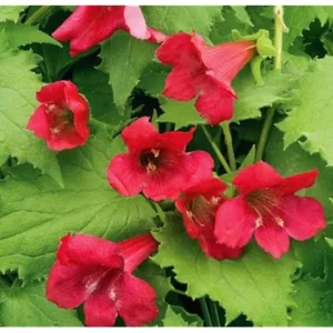 Red Creeping Gloxinia Plant - 5 to 9 Inch Tall - Lophospermum Vine