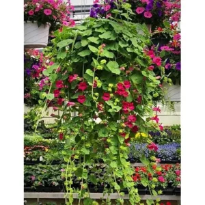 Red Creeping Gloxinia Plant - 5 to 9 Inch Tall - Lophospermum Vine