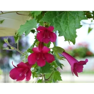 Red Creeping Gloxinia Plant - 5 to 9 Inch Tall - Lophospermum Vine