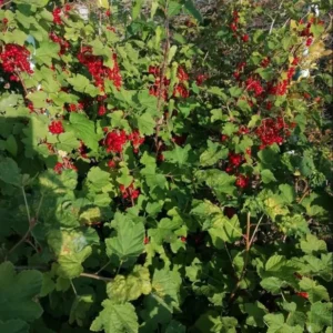 Red Currant Bush Seeds - Currant Berry Seeds for Planting - Grow Your Own Fruit