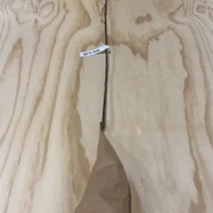 Red Delicious Apple Tree Bare-root 12-18 Inch Tall | Sweet Red Apples, Malus domestica