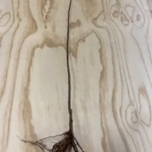 Red Delicious Apple Tree Bare-root 12-18 Inch Tall | Sweet Red Apples, Malus domestica