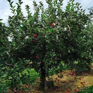 Red Delicious Apple Tree Bare-root 12-18 Inch Tall | Sweet Red Apples, Malus domestica