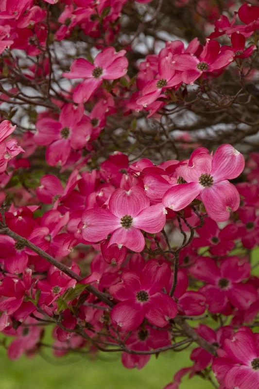 Red Dogwood Cherokee Chief Bare-root 2-3 Feet Tall | Flowering Tree for Landscapes