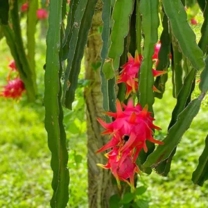 Red Dragon Fruit Tree Live Plant - 6-12 Inch Tall Dragon Fruit Cactus - Hylocereus Undatus Plant